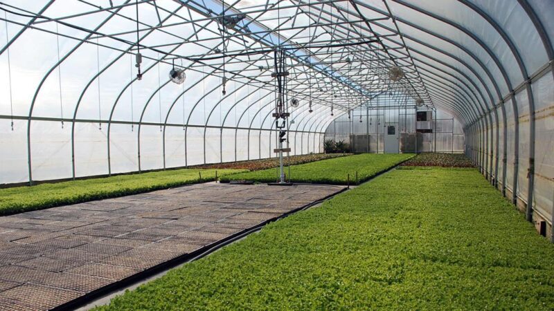 6 Major Varieties Of Structures In The Greenhouses Used In The Production Of Crop