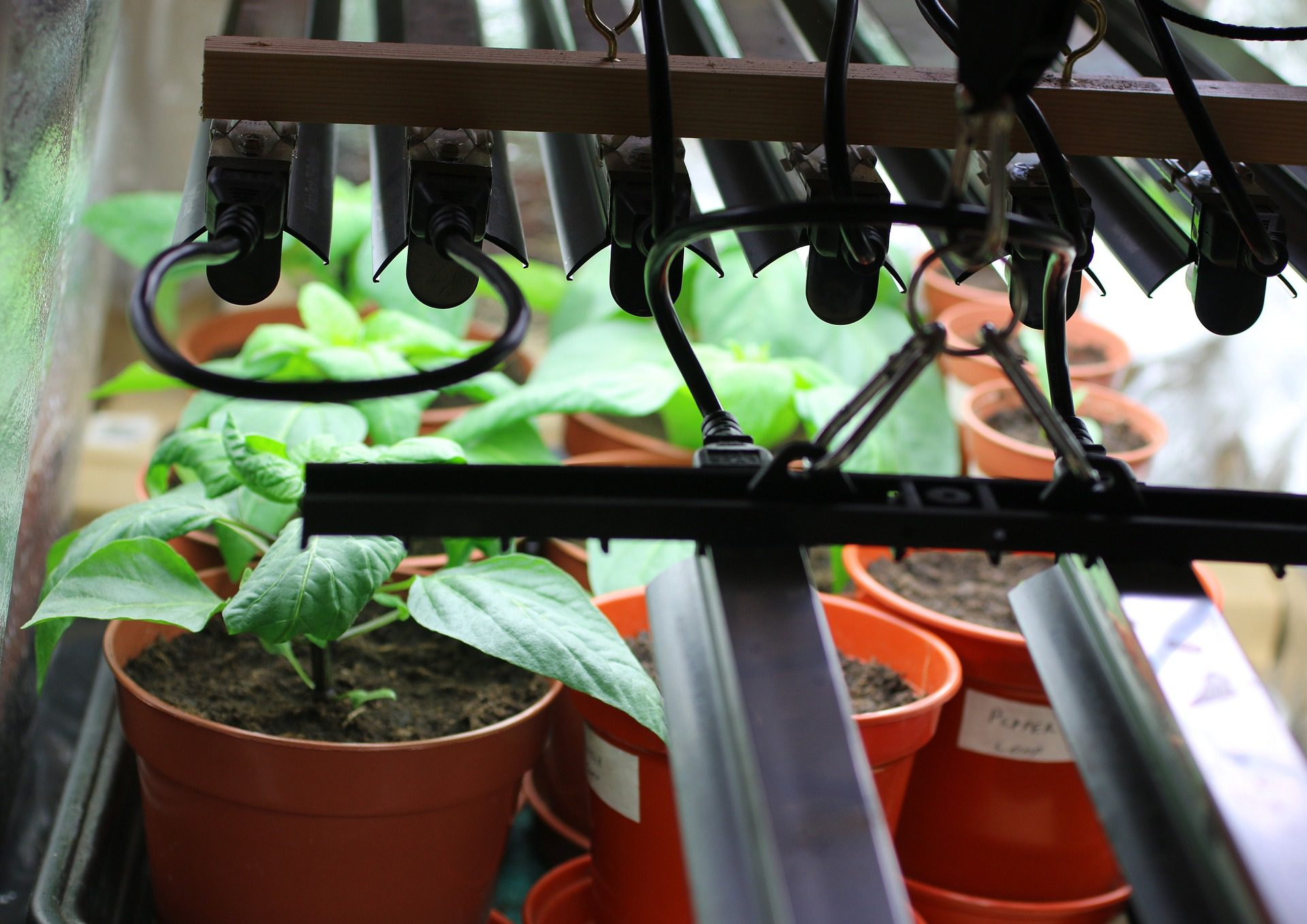 Growing Plants Hydroponically can be a Tricky Experience